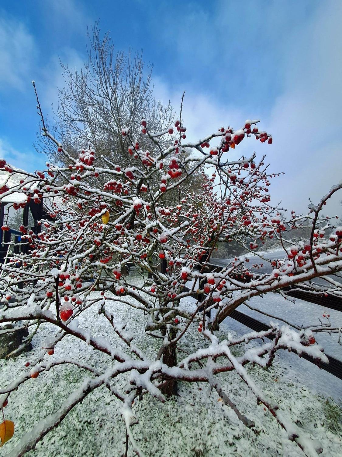 Los manzanos con nieve